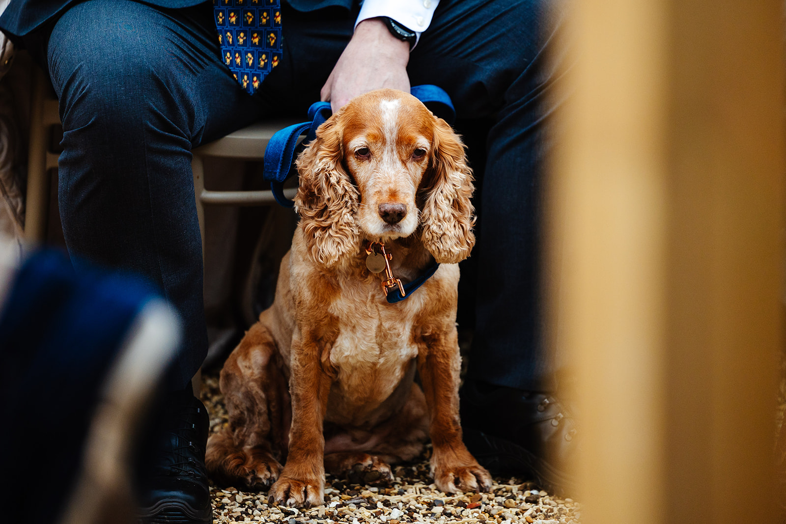 A spaniel sitting between a man's legs in a navy blue collar.