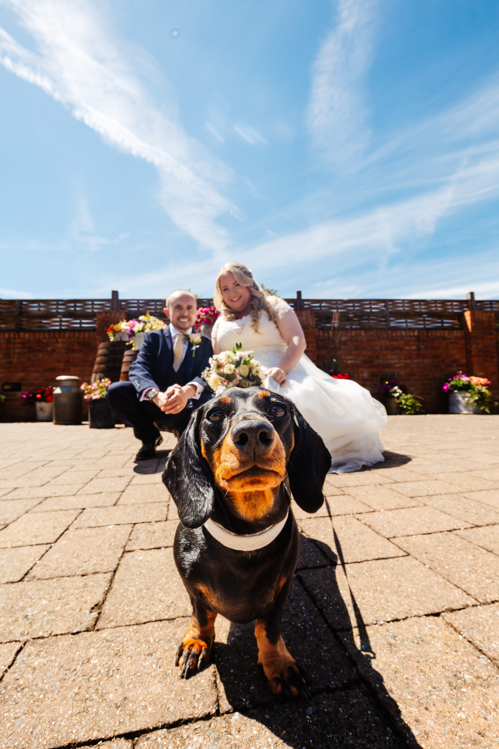 The bride and groom are outside and are bending down. The sausage dog is front and centre of the shot and is looking at the camera.