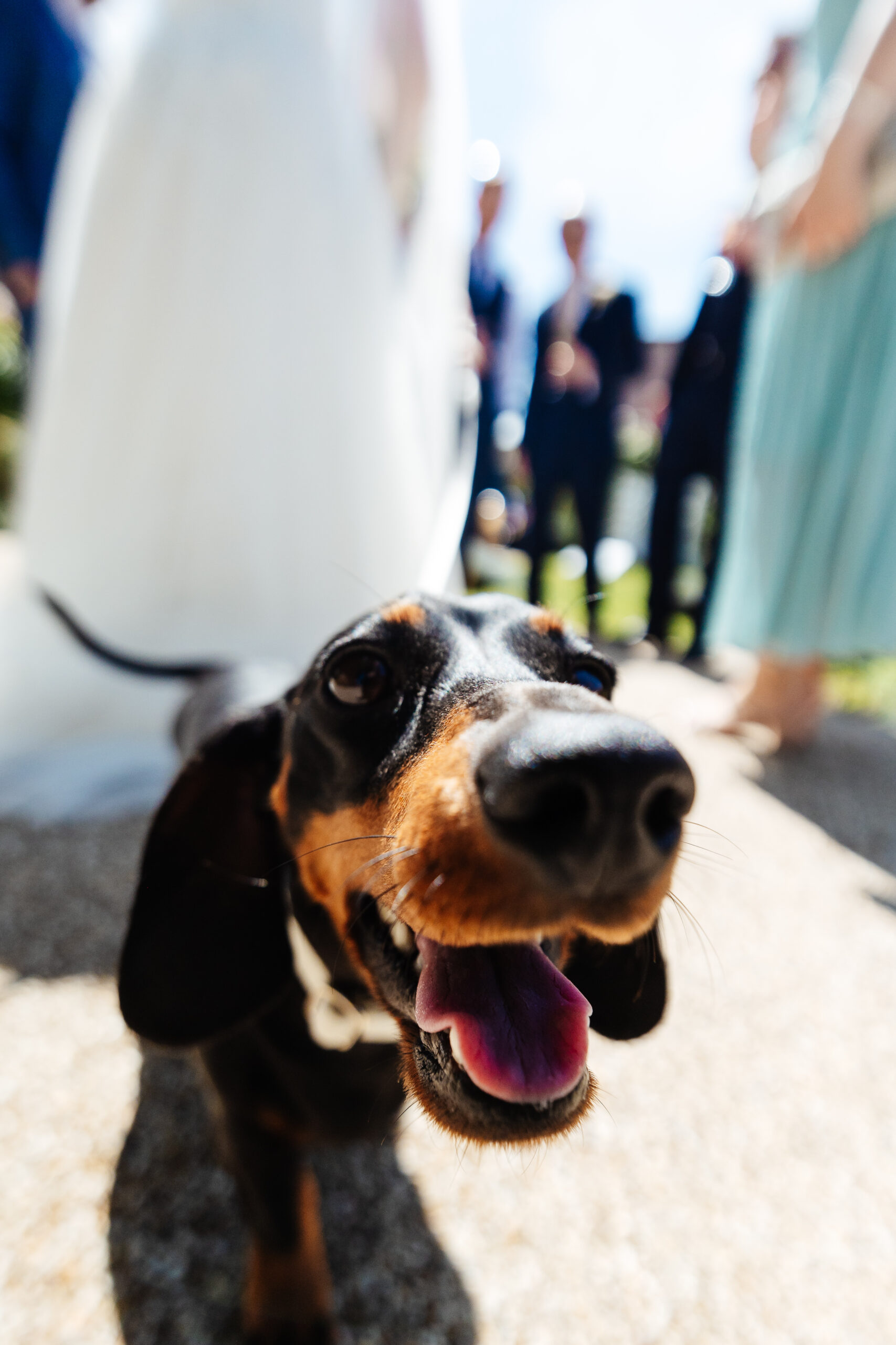 A photo of the sausage dog. He has his mouth open and his tongue on show.