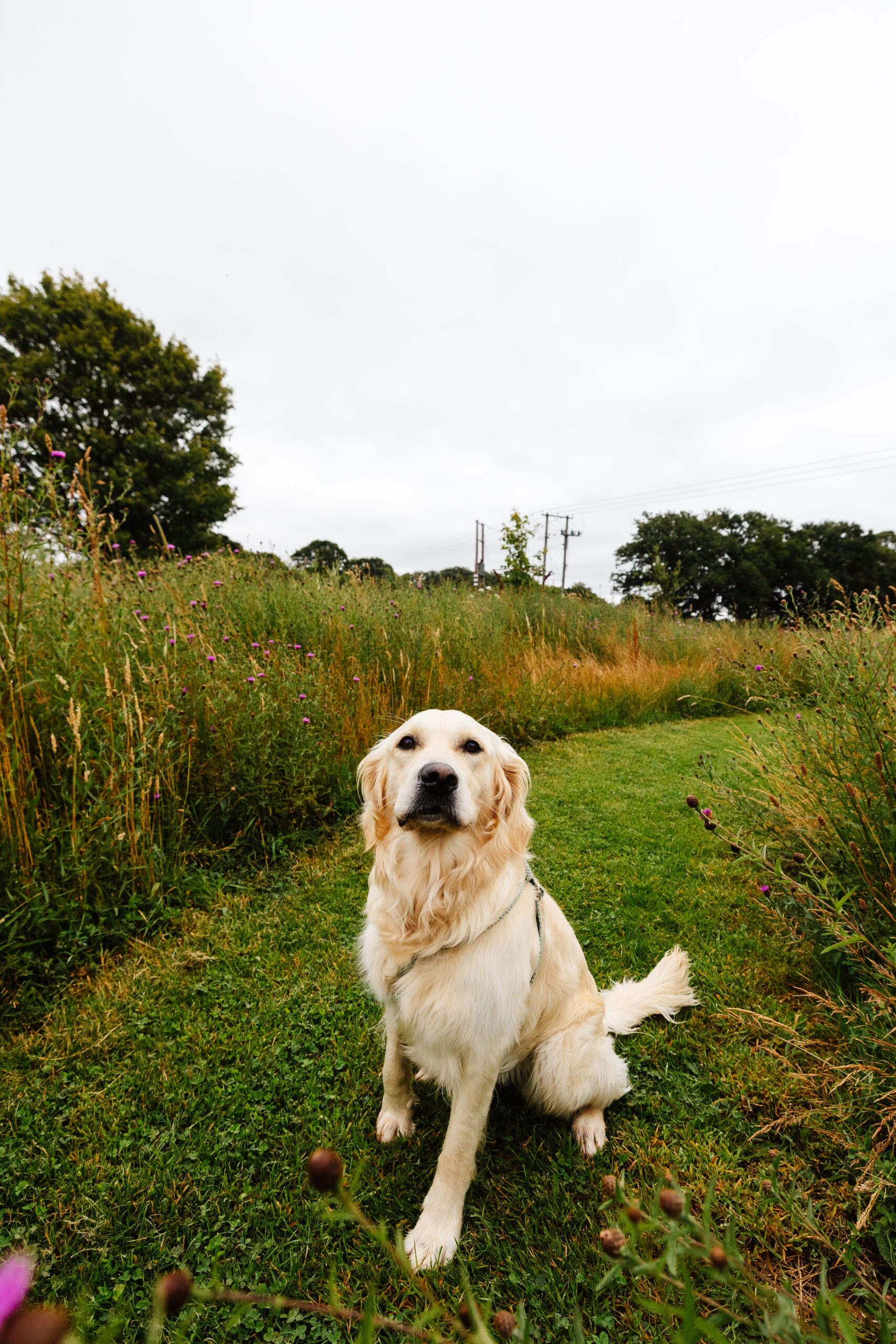 A photo of a golden retriever outside in the grass. He is sat down and looks proud.