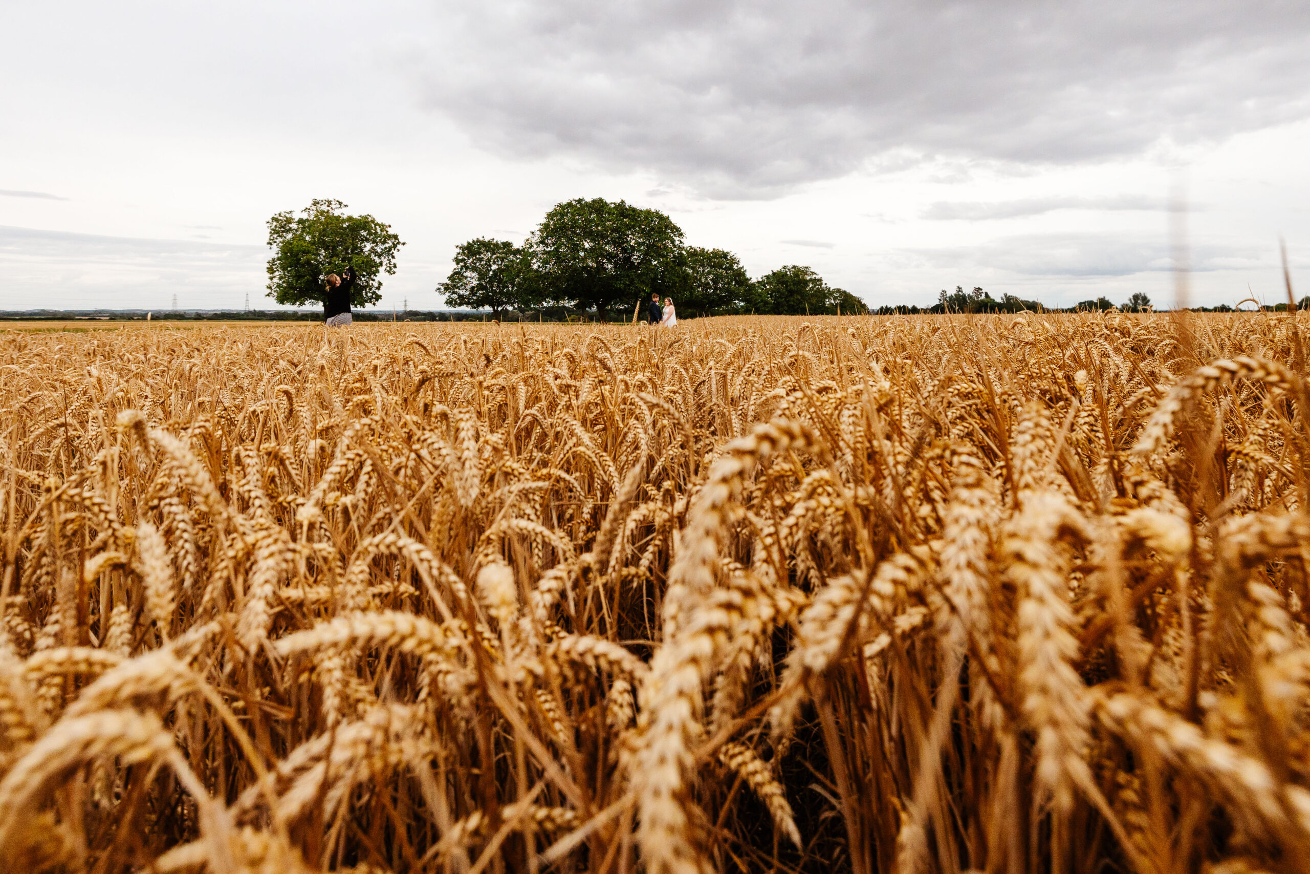 A photo of a luscious cornfield. You can just about picture the bride and groom in the background.