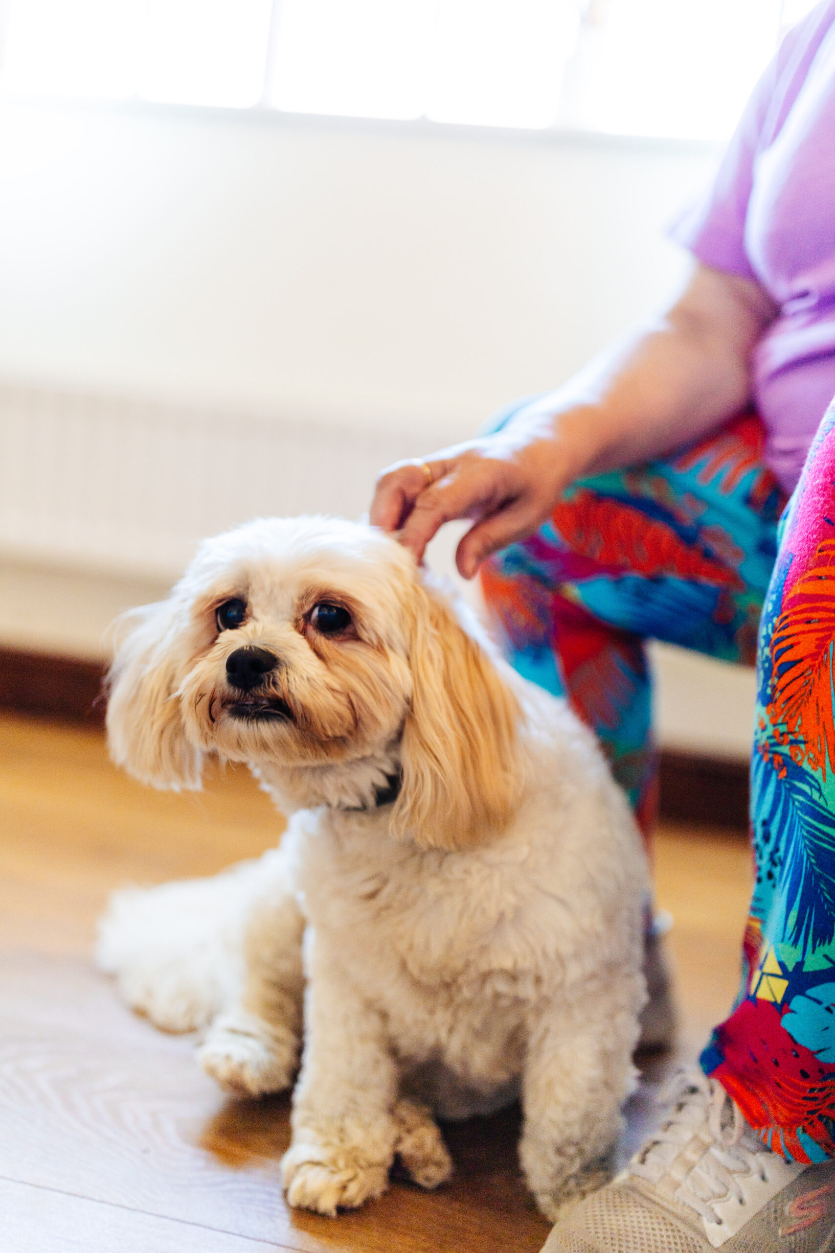 A photo of a little dog. He is looking at the camera and is being pet by a lady.