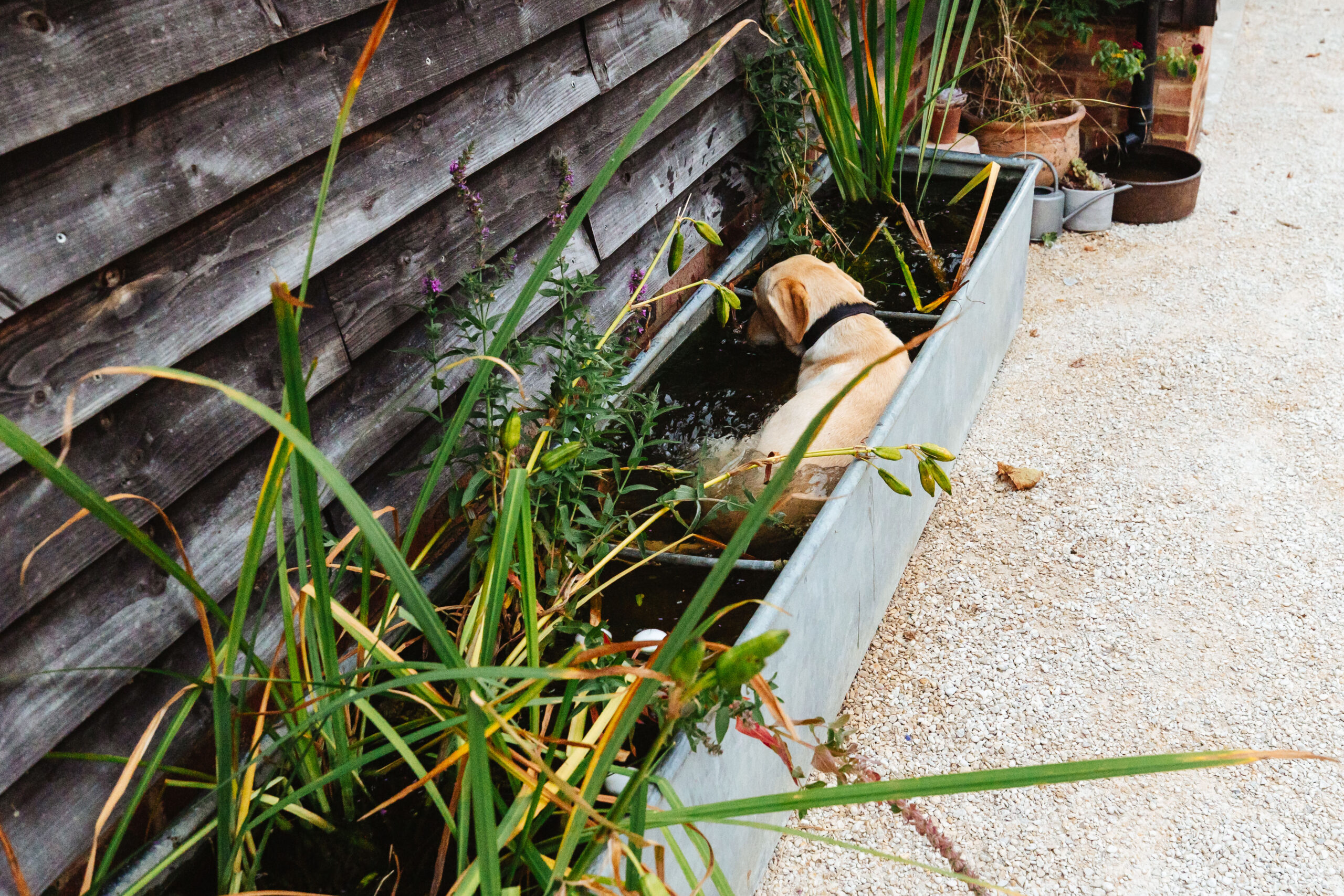 The golden labrador in a large, metal container filled with greenery. He is cooling off after a long Summer day.