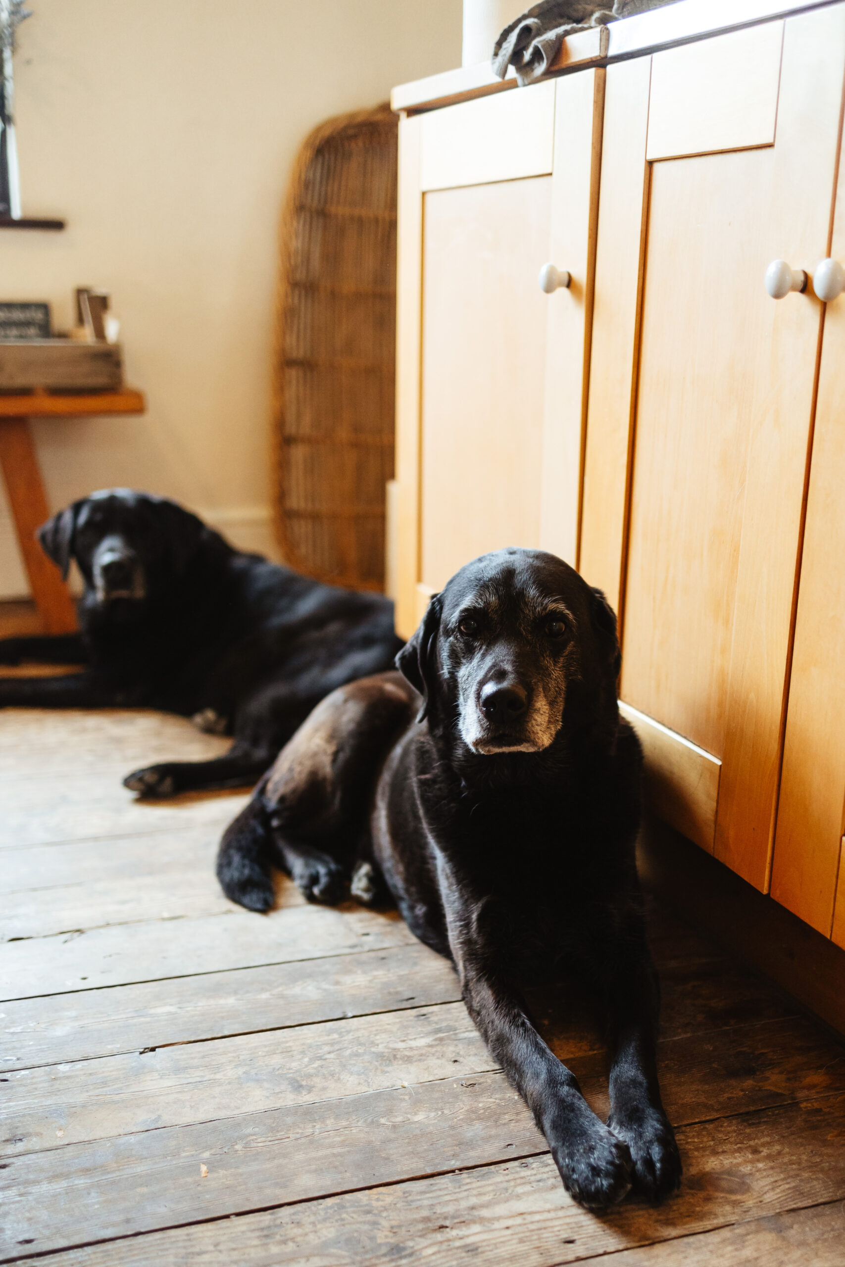 Two black labradors. They are looking at the camera and they are lying down on a wooden floor indoors.