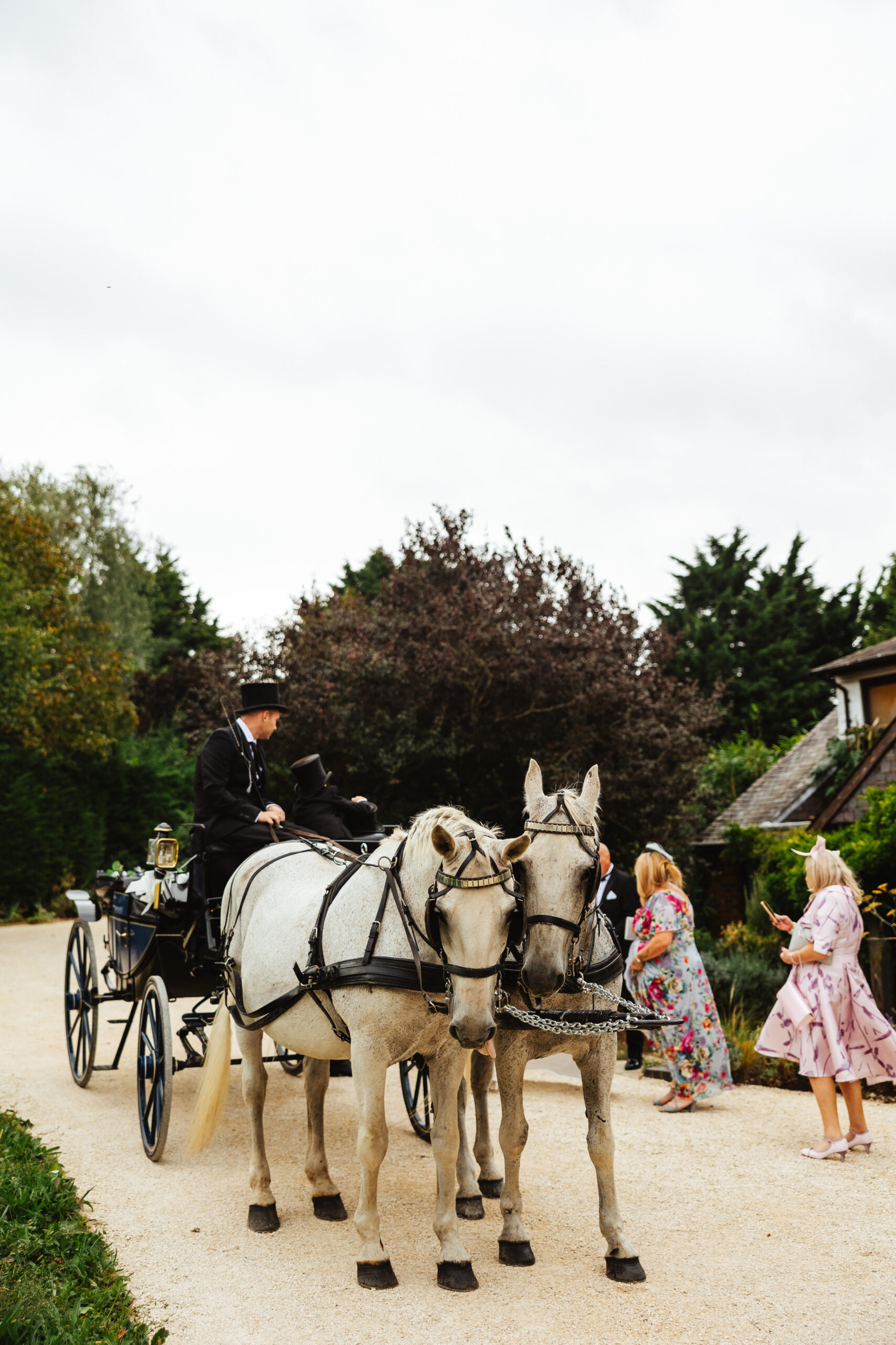 Two stunningly beautiful white horses. They are dressed ready for the wedding and have a carriage behind them ready for the bride.