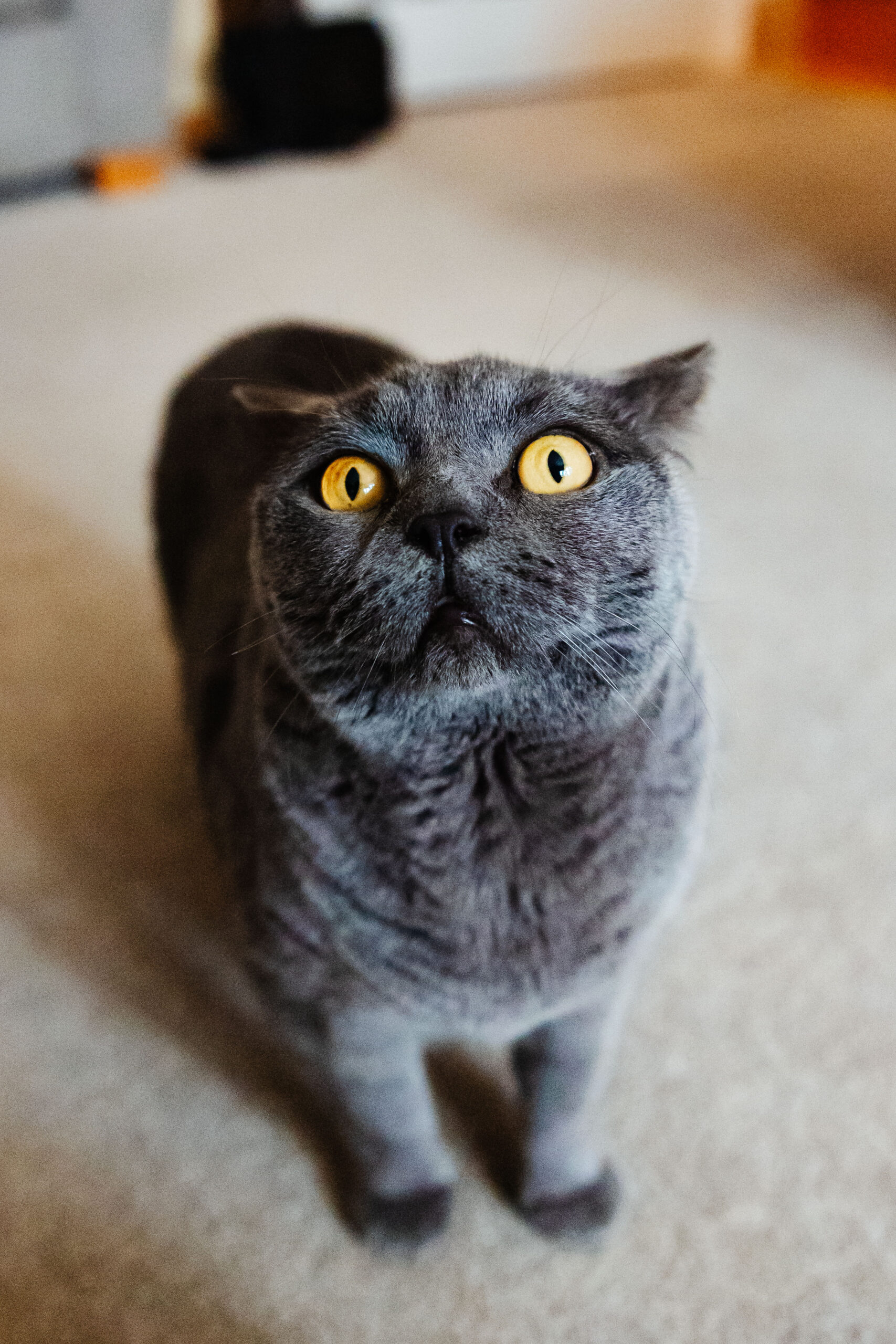 A beautiful, grey cat. It is looking at the camera. You can see its glowing green eyes.