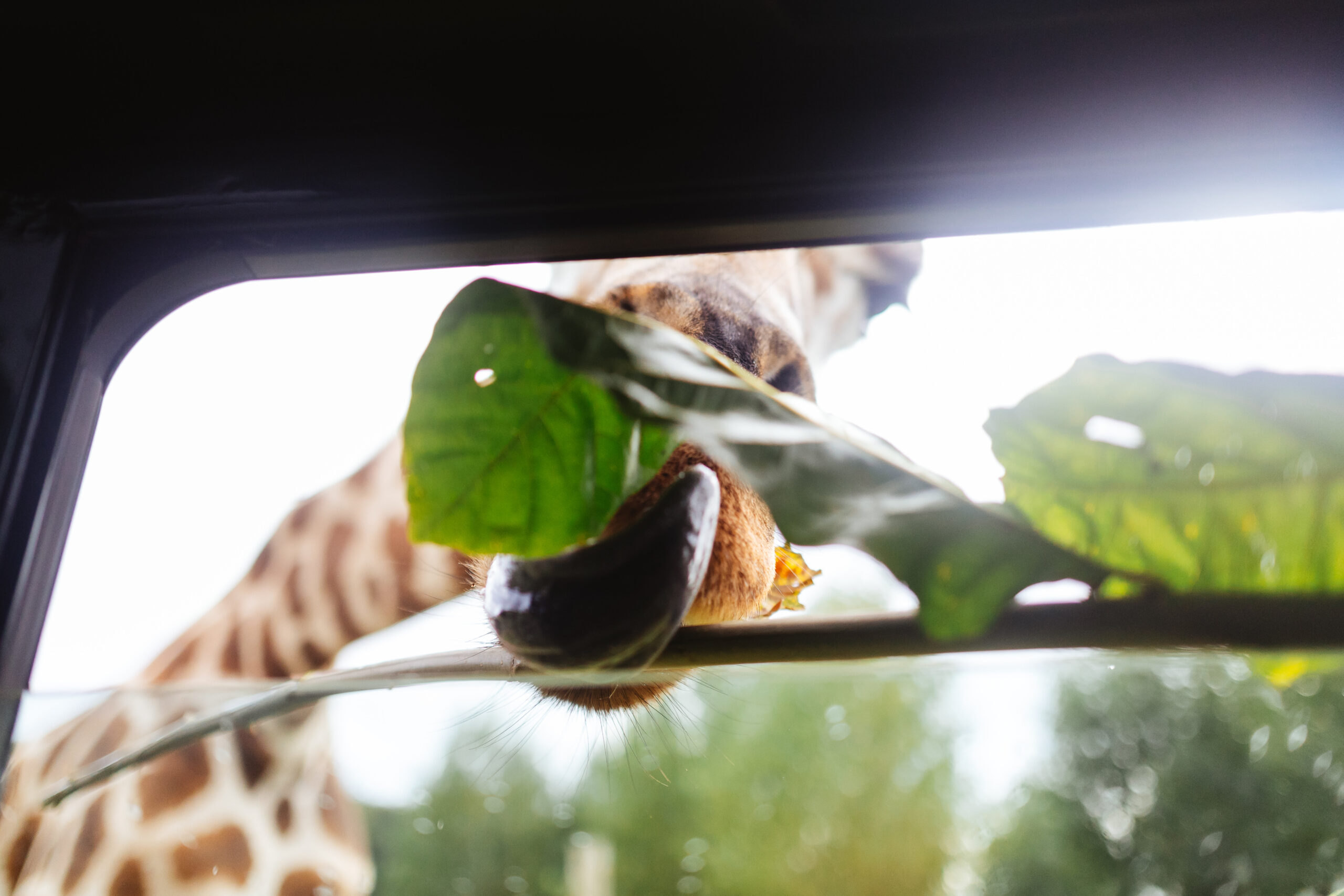 A giraffe leaning through a car window to eat a leaf. You can see its purple tongue pointing out.