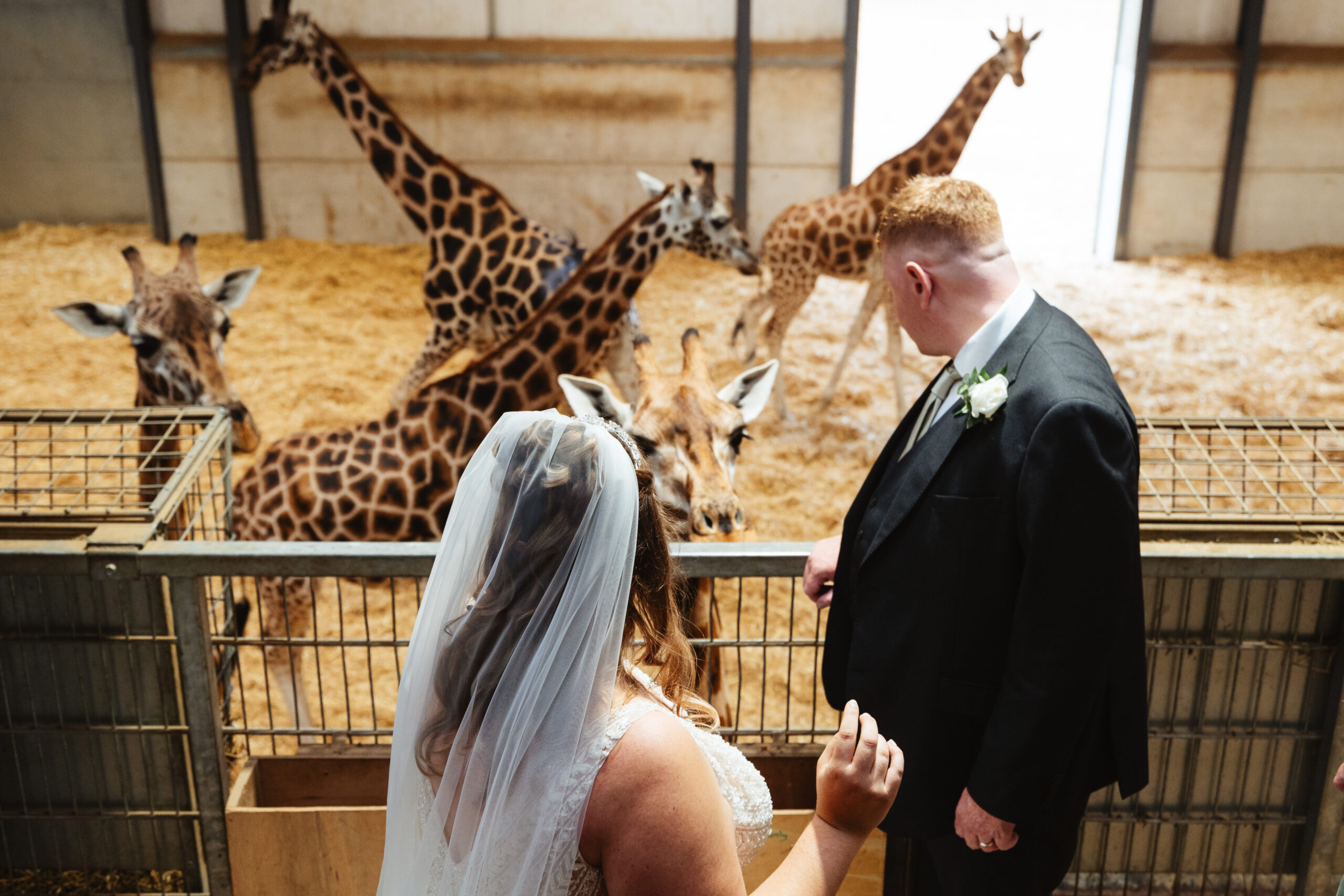 The bride and groom on a platform where there are giraffes below. There are give giraffes roaming around.