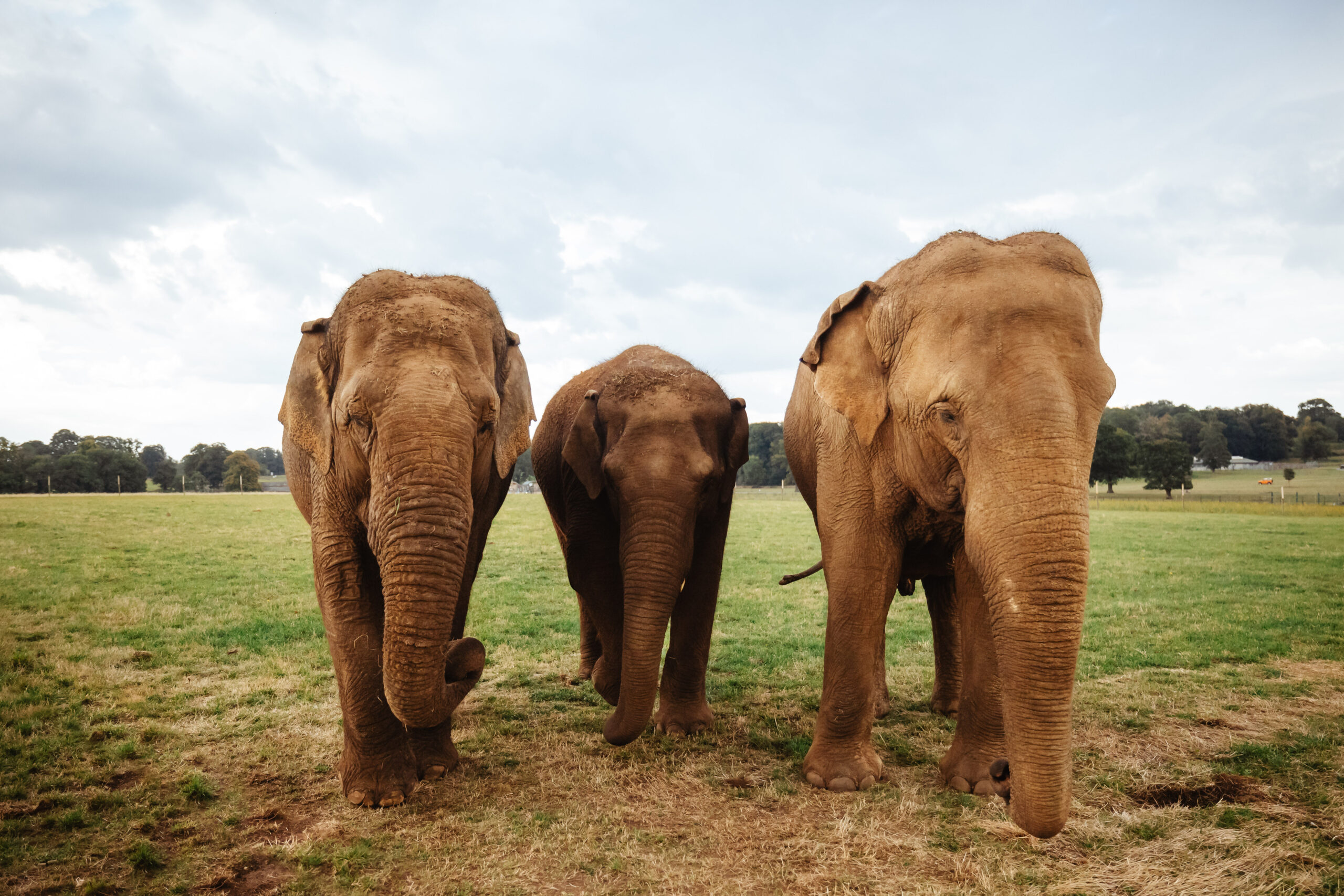 Three elephants in a field.