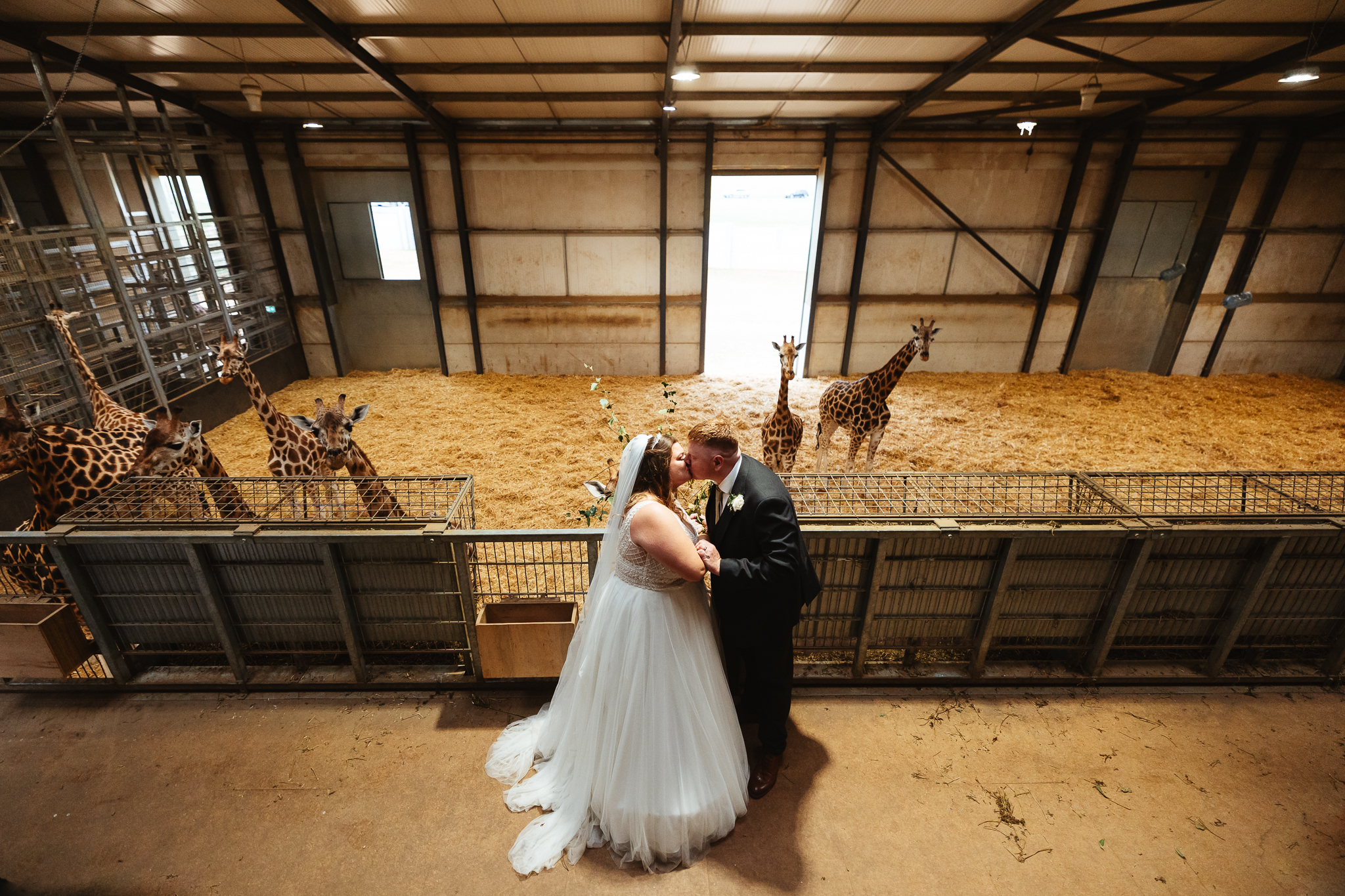 bride and groom standing amongst a hoard of giraffe at their woburn safari park wedding