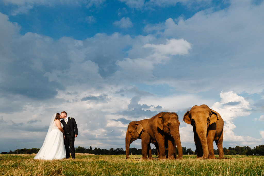 bride and groom stood next to three grey elephants in wedding attire at woburn safari park