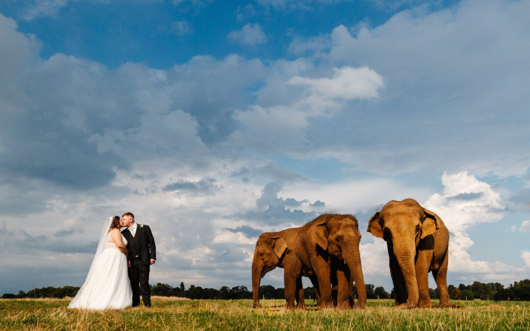 Courtney & Adam: Woburn Safari Park Wedding