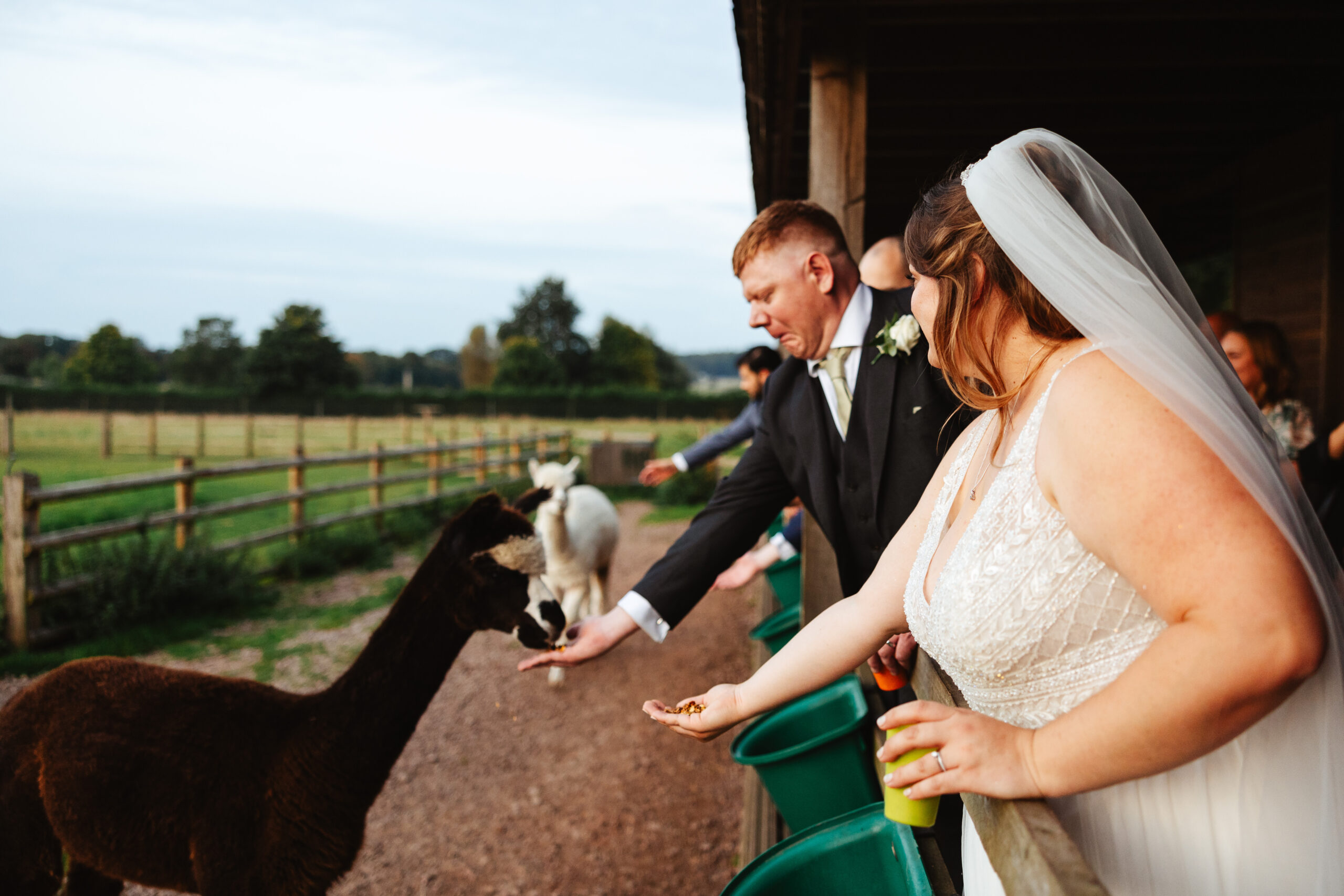 The bride and groom feeding llamas. They are leaning over a fence and the llamas are eating food from their hands. The groom is pulling a funny face.